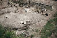 Goats at a salt lick